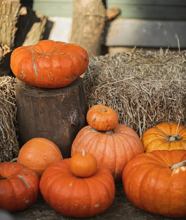 Organic farms avoid toxic inputs, improve soil health, grow clean, sustainable food that supports nature.