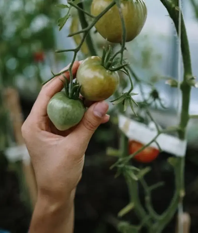 Organic farms avoid toxic inputs, improve soil health, grow clean, sustainable food that supports nature.
