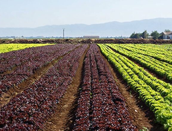 Maintaining optimal spacing and plant density for healthy growth and productivity.