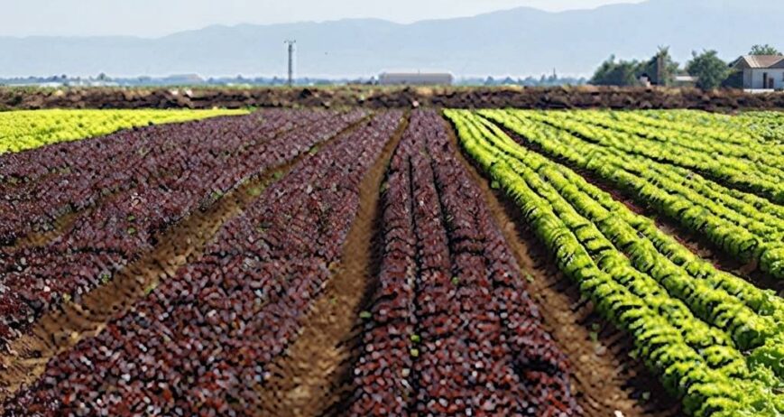 Maintaining optimal spacing and plant density for healthy growth and productivity.