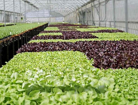 Carefully monitoring young plants to ensure strong and healthy development.