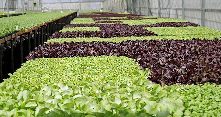 Carefully monitoring young plants to ensure strong and healthy development.