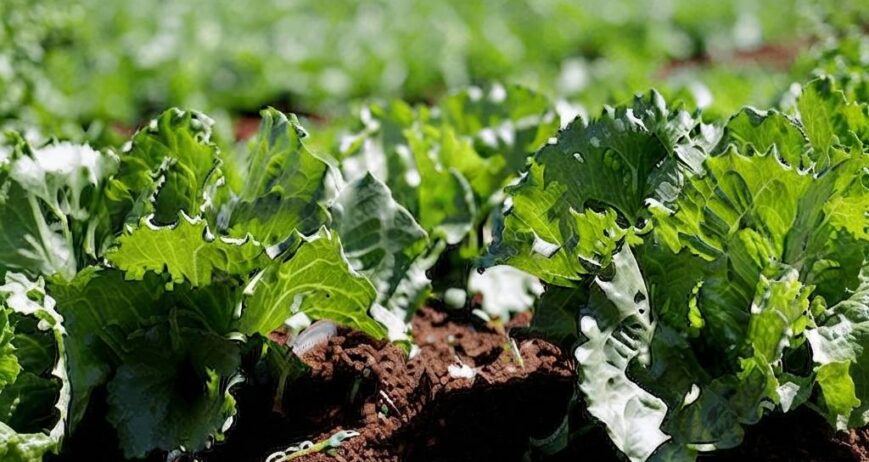 Regularly analyzing soil and water quality to support balanced crop growth.