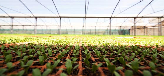 Nursery Monitoring is considered to be a very crucial stage as it involves the initial growth of the crops. The results and outcomes from monitoring the nurseries indicate the required actions to improve or sustain the quality and safety of the crops. This procedure outlines what needs to be examined during the inspection of the nursery, taking into consideration the IPM (Integrated Pest Management) and the "Economic Threshold".