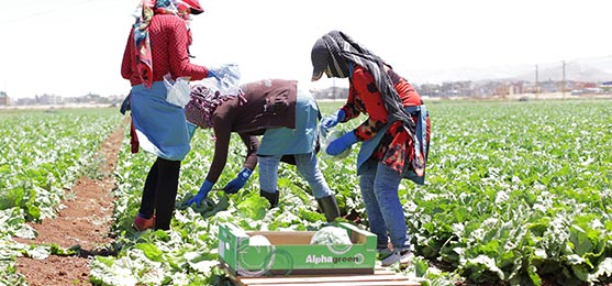 Prior to each harvest, a pre-harvest risk assessment is held to make sure that the harvested area is clean and ready and that the harvested lettuces are in good condition in terms of color, odor, shape, and weight. During harvesting phase, the lettuce is handpicked, packed, and placed into clean cartons to be transported to Alphagreen fridges. All workers involved in the harvesting process are trained on personal and general hygiene requirements.