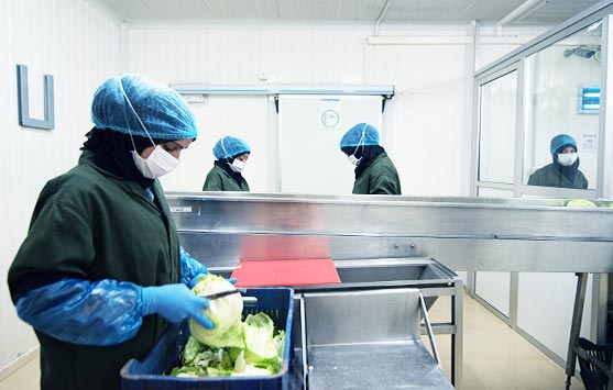 During all these procedures, neither cartons nor crates nor packing bags touch the soil, and pallets are used in order to prevent the lettuce containers from touching the soil. If bits of packaging material remain in the field, they will get collected and presented for recycling.
